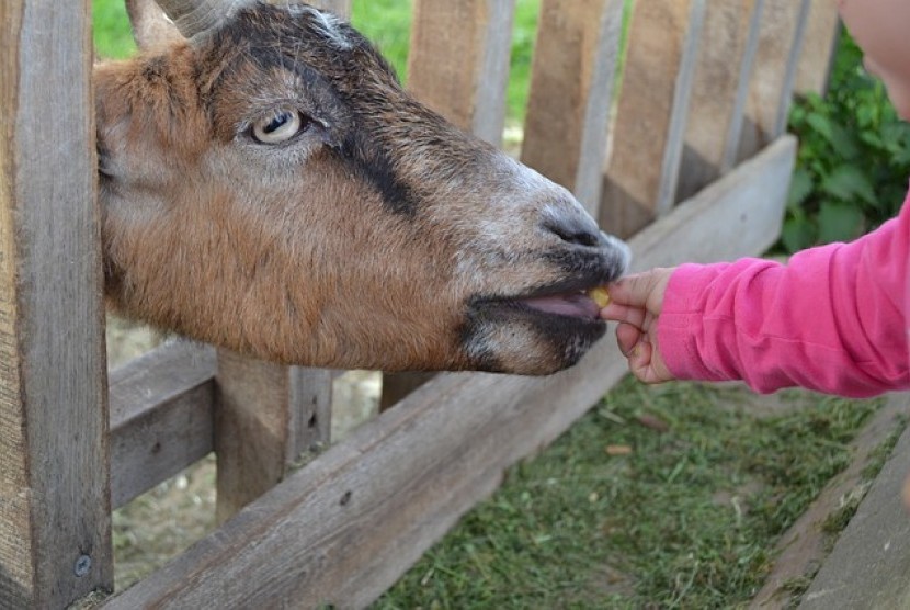 Anak di kebun binatang