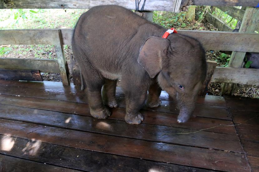 Anak gajah liar betina yang terkena jerat berada di klinik pengobatan sebelum proses pengobatan di Pusat Latihan Gajah (PLG) Saree, Aceh Besar, Aceh, Senin (15/11/2021). BKSDA Aceh bersama tim Pusat Kajian Satwa Liar (PKSL) berhasil mengevakuasi seekor anak gajah betina yang diperkirakan berumur 12 bulan setelah mengalami luka serius akibat terkena jerat dibagian tengah belalai pada Minggu (14/11/2021) dikawasan Desa Alue Meuraksa, Kecamatan Teunom, Aceh Jaya.