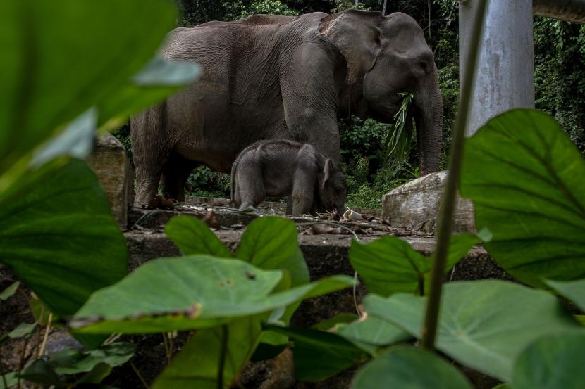 Anak Gajah Sumatera (Elephas maximus sumatranus) bermain dengan induknya. Ilustrasi