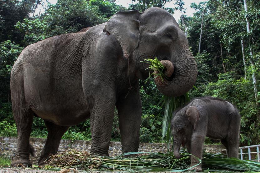 Anak Gajah Sumatera (Elephas maximus sumatranus) bermain dengan induknya di Pusat Latihan Satwa khusus Gajah Sumatera, Tangkahan, Kabupaten Langkat, Sumatera Utara, Kamis (4/2/2021). Anak gajah setinggi 108 cm dan berat sekitar 60 kg ini lahir pada Senin (1/2/2021) dari induk Gajah Sumatera betina bernama Sari dengan gajah jantan Theo.