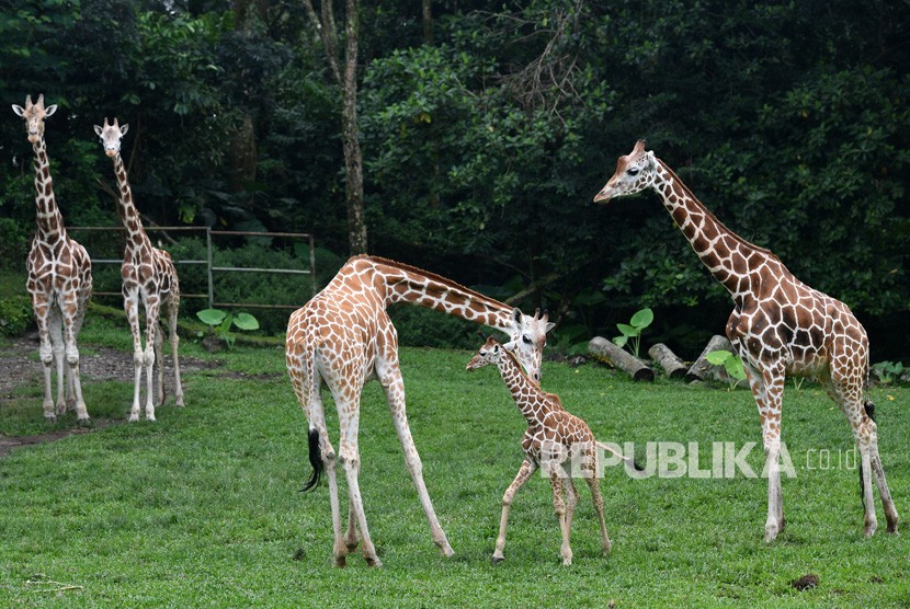 Anak jerapah bersama jerapah dewasa di Taman Safari Prigen, Pasuruan, Jawa Timur, beberapa waktu lalu. Taman Safari Prigen menambah jumlah satwanya dengan kelahiran tiga ekor bayi singa dan seekor bayi jerapah.