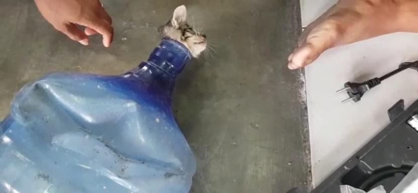 Anak kucing terjebak di dalam galon