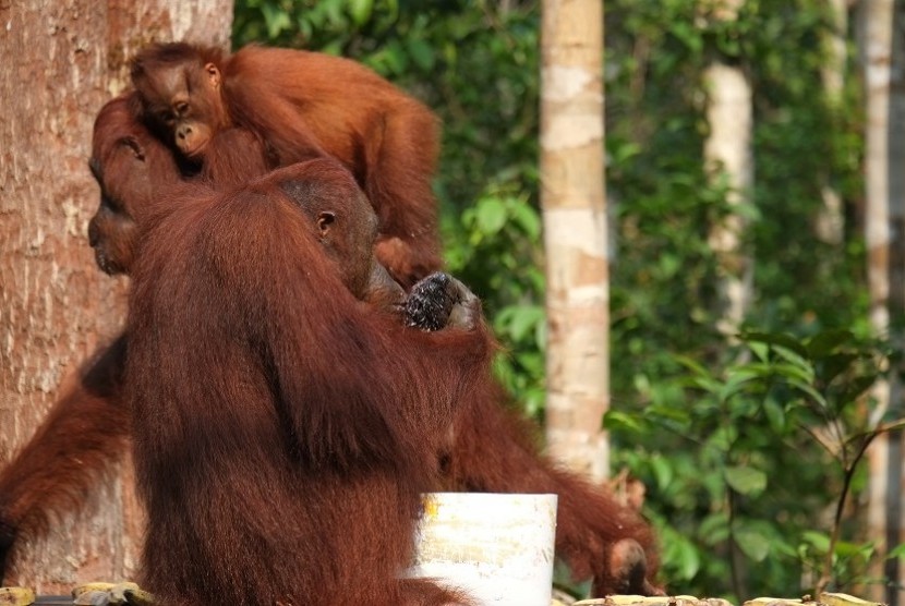 Anak orangutan melihat ke arah orangutan dewasa. Ilustrasi