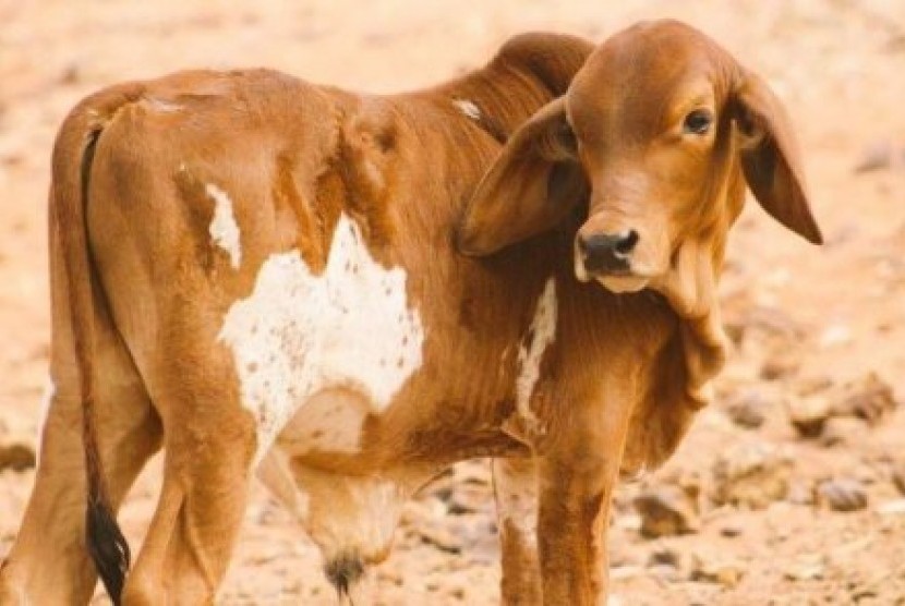 Anak sapi dari Peternakan Yougawalla di Australia Barat lahir dengan tanda yang mirip dengan peta Australia dibagian perutnya. 
