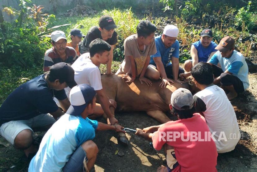  Anak yatim Bogor terima berkah sapi keseleo.