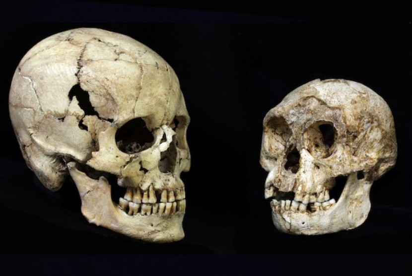Analisis gigi mengindikasikan Homo floresiensis alias ‘hobbit’ bukanlah manusia modern dengan ukuran yang lebih kecil. 