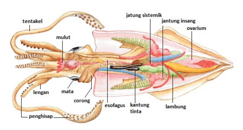 Anatomi cumi-cumi