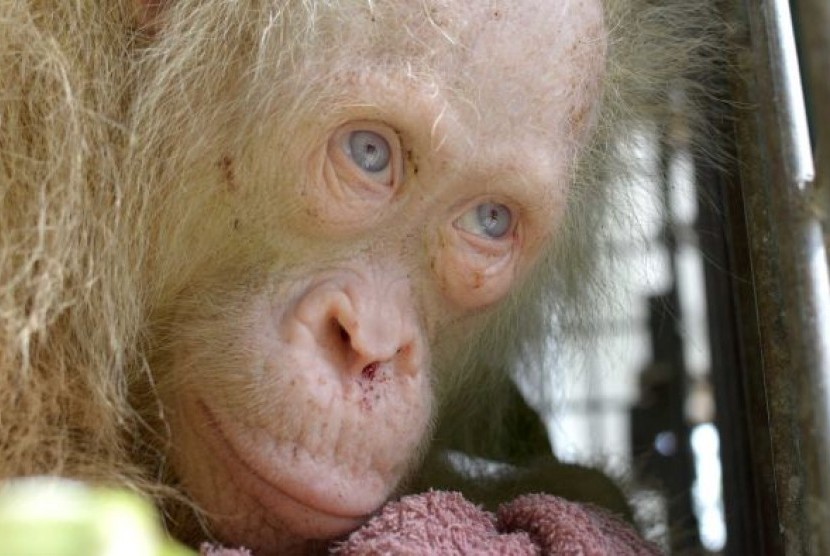 Anda diundang untuk memberi nama buat orangutan albino langka yang kini ditangani pihak yayasan Borneo Orangutan Survival Foundation (BOSF).