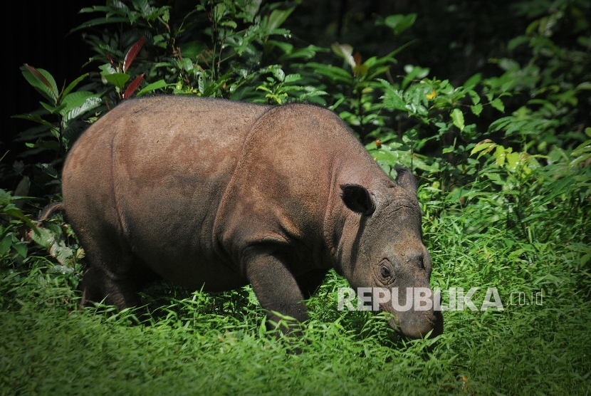 Andatu, badak sumatra badak berada di Suaka Rhino Sumatra (SRS)-Taman Nasional Way Kambas (TNWK) Lampung Timur, Rabu (27/7).
