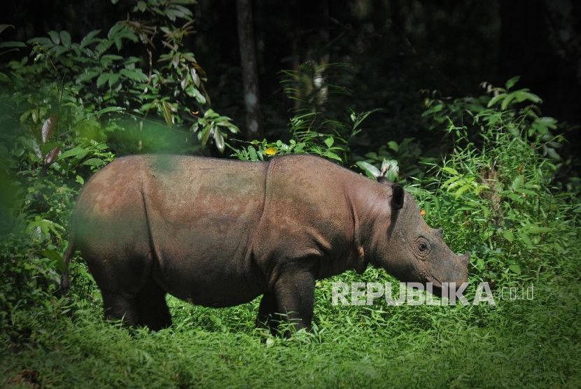 Andatu, badak sumatra badak berada di Suaka Rhino Sumatra (SRS)-Taman Nasional Way Kambas (TNWK) Lampung Timur, Rabu (27/7). Kementerian Lingkungan Hidup dan Kehutanan menerapkan strategi perlindungan penuh dengan melibatkan para pihak termasuk masyarakat untuk menyelamatkan badak sumatera yang populasinya kurang dari 100 individu di Indonesia.