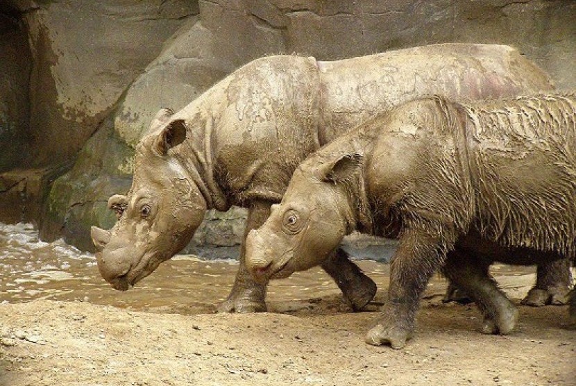 Andatu (left), the male Sumatra rhino is born in East Lampung on June 23. The birth of the rhino was the first after the breeding conservation in Asia 124 years ago. 
