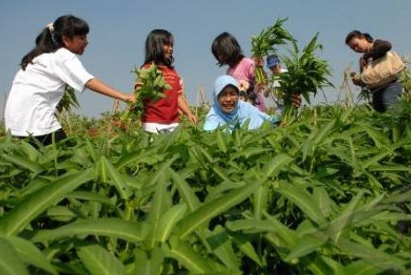 Anggota Indonesia Berkebun sedang memaneng kangkung bersama di lahan milik Akademi Berkebun