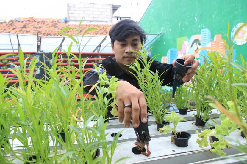 Anggota kelompok Karang Taruna Kebon Baru melakukan perawatan tanaman kangkung yang ditanam dengan sistem hidroponik di Kebun Edukasi, Kelurahan Kebon Baru, Kecamatan Tebet, Jakarta Selatan, Ahad (24/7/2022). 