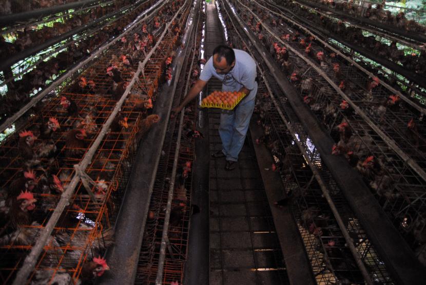 Pekerja memanen telur ayam (ilustrasi). Kenaikan harga telur ayam ras khususnya di wilayah Kota Malang, Jawa Timur, menjadi Rp 27.000 per kilogram dipicu tingginya harga pakan.