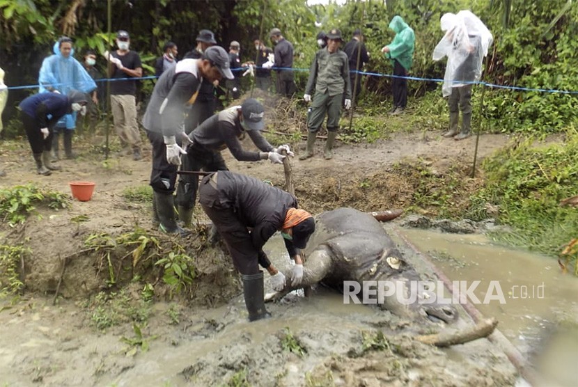 Anggota Polisi Hutan Taman Nasional Ujung Kulon (TNUK) mengidentifikasi bangkai Badak Jawa (Rhinoceros sondaicus) yang ditemukan di Blok Citadahan, Ujungjya, Pandeglang, Banten  (ilustrasi)