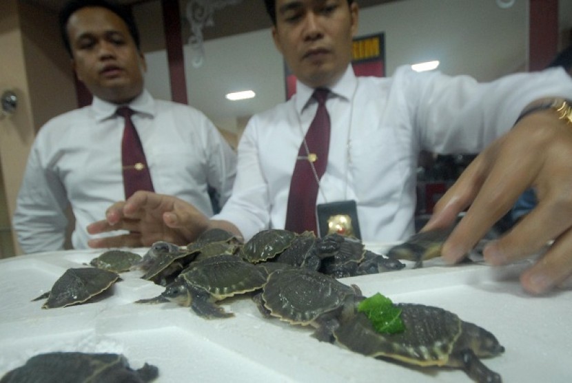 Anggota Polisi menunjukkan ratusan ekor kura-kura moncong babi (Carettochelys insculpta) ilegal saat gelar kasus di Mapolrestabes Surabaya, Senin (24/1).