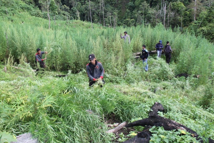 Anggota Polresta Aceh Besar mencabut tanaman ganja siap panen di hutan Desa Lamteba, Pegunungan Seulawah, Kabupaten, Aceh Besar, Aceh, Minggu (24/5). 
