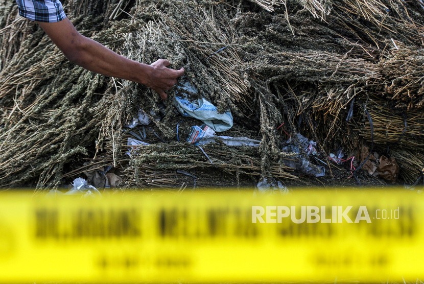 Kasus ganja kering 100 kilogram asal Aceh terungkap setelah pengintaian 15 hari (Foto: ilustrasi ganja kering)