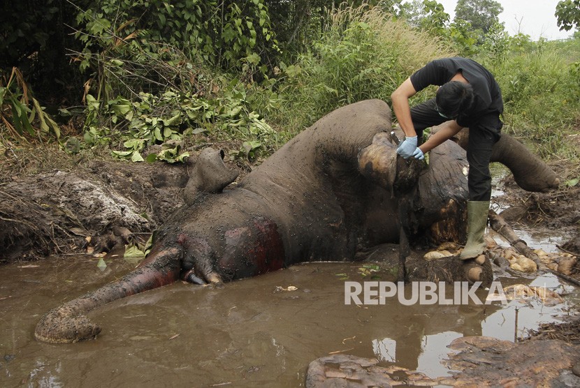 Penemuan lima bangkai di kawasan Desa Tuwi Priya, Aceh Jaya. ilusras gajah mati.