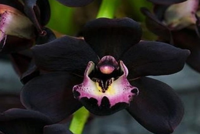 Anggrek Hitam Sulawesi Tengah - Orchids | Plants