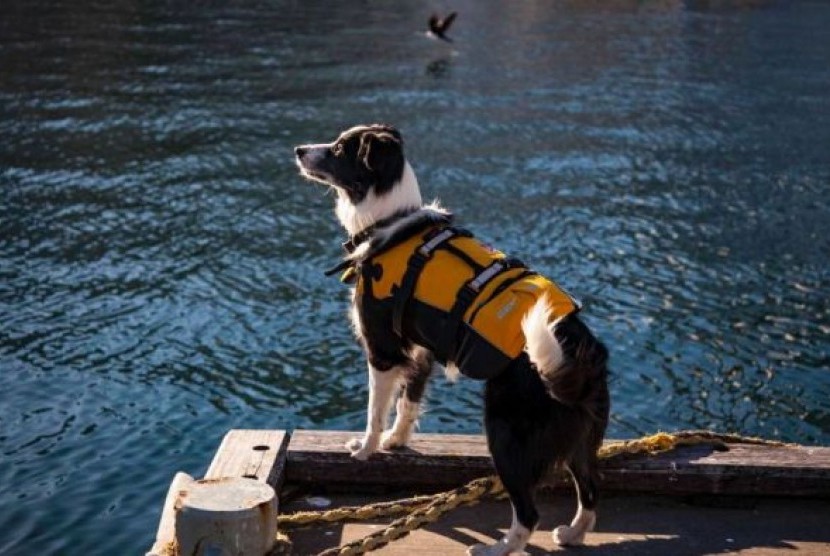 Anjing bernama Bailey menjaga kapal milik museum di Australia dari burung camar.