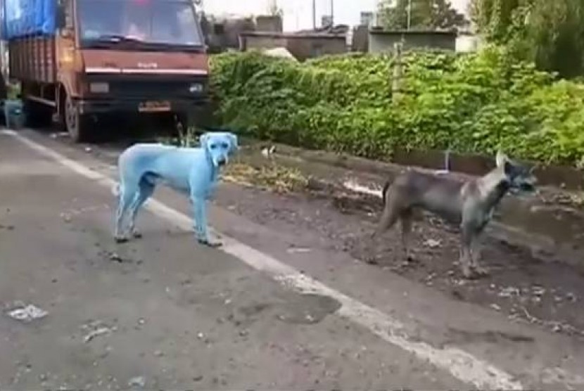 Anjing di India berubah jadi berwarna biru terang
