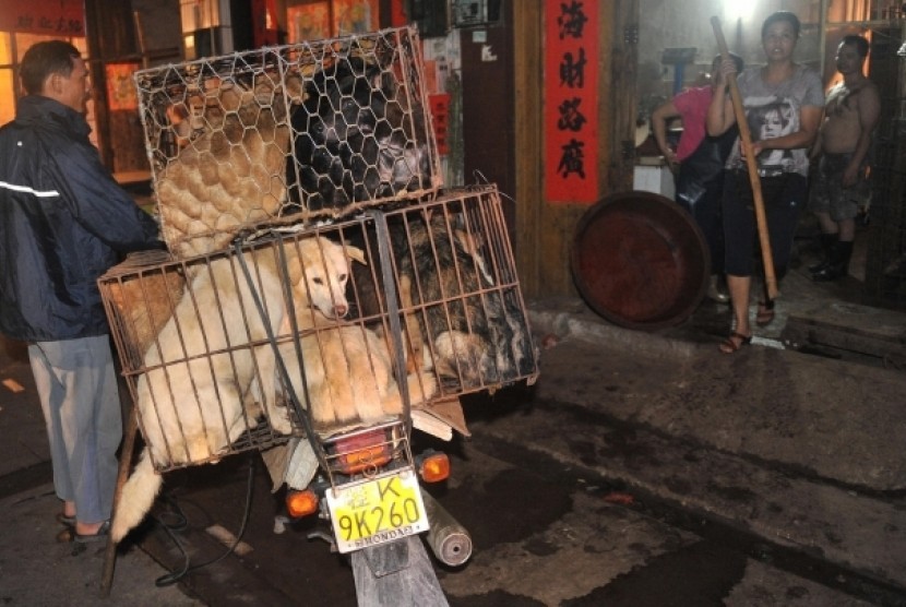 Anjing dikirim ke toko untuk dimasak pada Festival Yulin, Cina