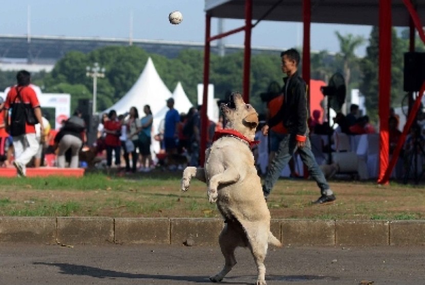 Anjing (ilustrasi).