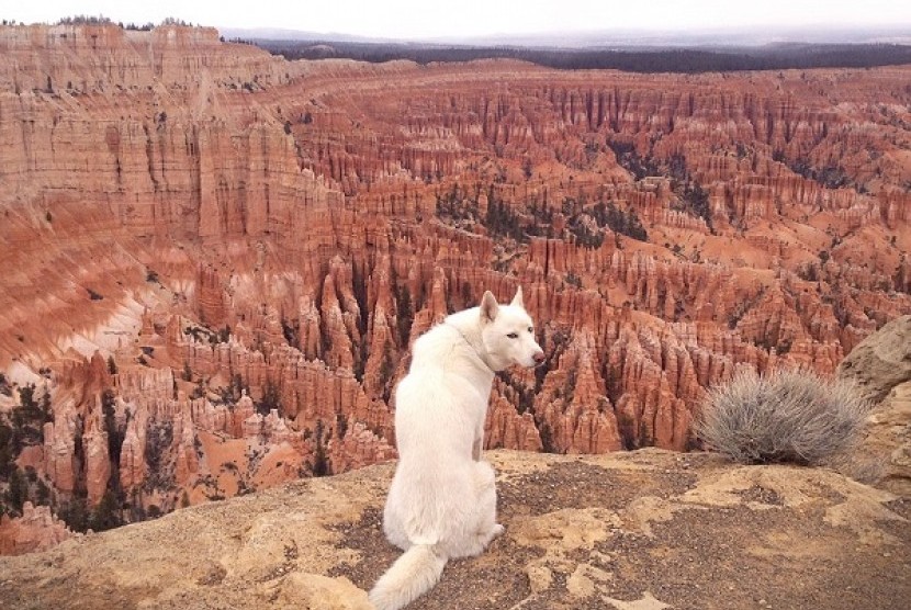 Anjing ini berhasil jadi artis instagram karena keliling Amerika