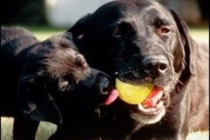 Anjing Labrador. Peneliti di Inggris akan menggunakan penciuman anjing untuk mendeteksi pasien terpapar corona.