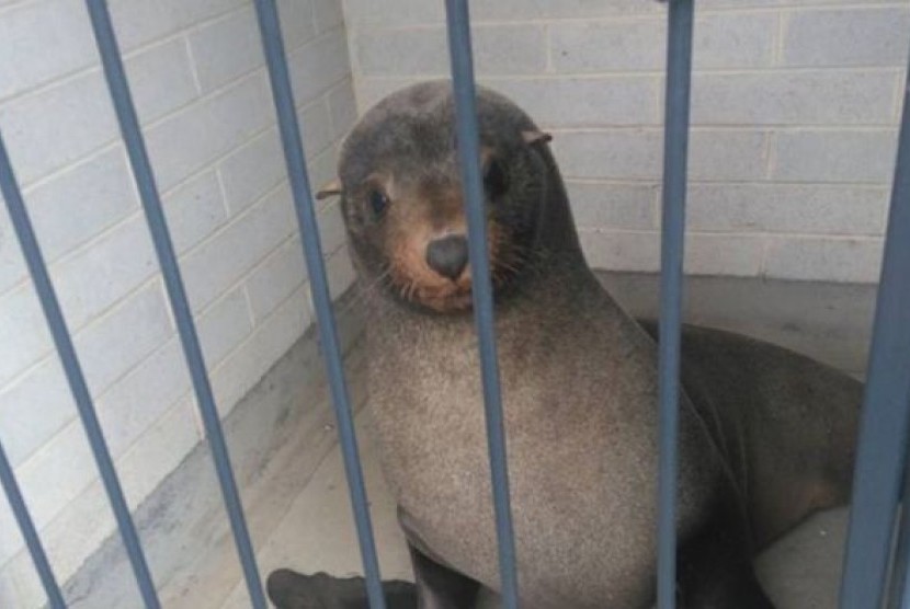 Anjing laut yang diberi nama Sammy dikurung didalam ruang toilet sebelum di relokasi.