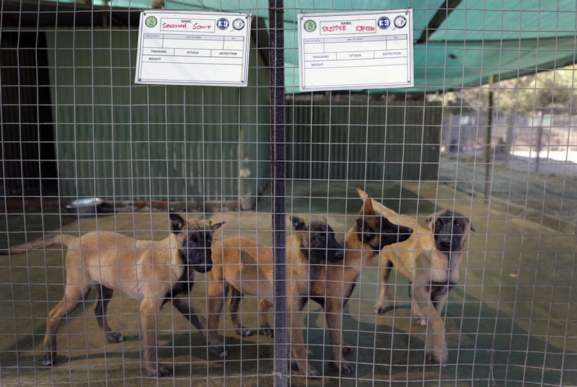 Ilustrasi Anjing Malinois Belgia