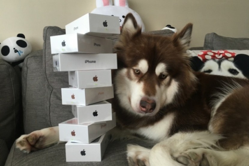 Anjing milik Wang Sicong, Coco, berpose dengan delapan Iphone 7 terbaru hadiah dari sang pemilik.