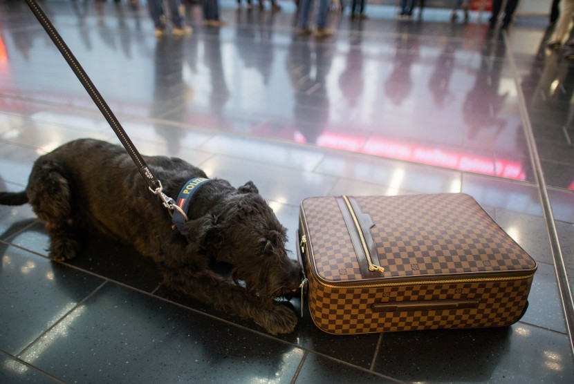 Arab Saudi Kerahkan Anjing Pelacak Virus Corona di Bandara