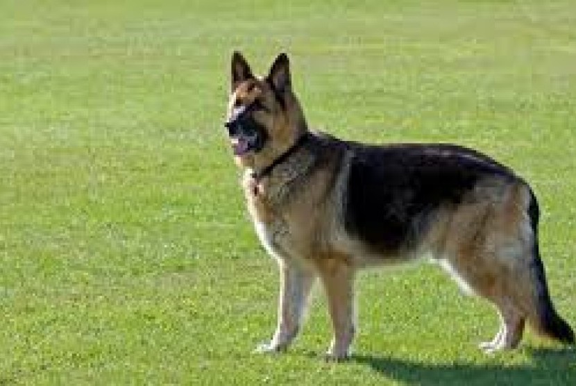 Anjing pelacak jenis German Shepherd.