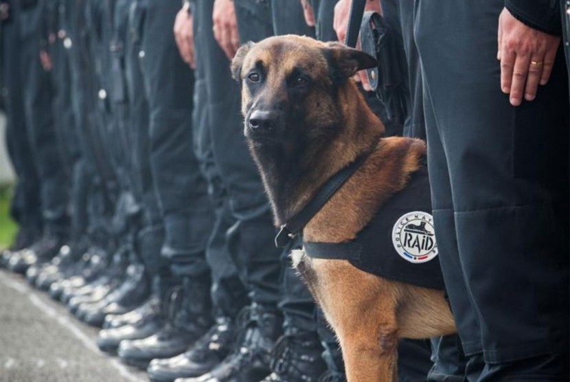 Anjing polisi bernama Diesel yang mati akibat bom bunuh diri dalam pengepungan apartemen di Paris, Rabu (18/11).