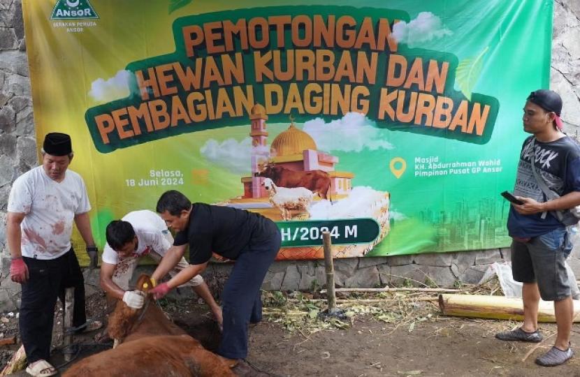 Daging qurban Ansor akan didistribuskan ke warga.