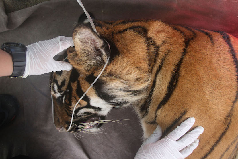Tim dokter hewan memeriksa kesehatan seekor Harimau Sumatera (Panthera tigris sumatrae) bernama Corina yang berjenis kelamin betina di Pusat Rehabilitasi Harimau Sumatera Dharmasraya (PR-HSD) Arsari, Kabupaten Dharmasraya, Sumatera Barat, Jumat (11/12/2020).