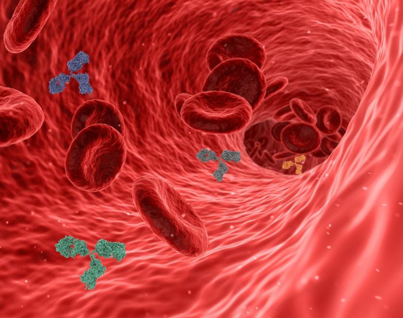 Antibodi (ilustrasi)