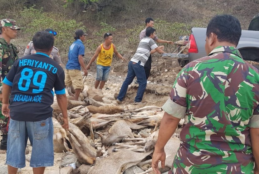 Aparat gabungan TNI dan Polri berhasil mengamankan sembilan ekor Rusa di Bima, Nusa Tenggara Barat (NTB yang diduga hasil buruan dari Pulau Komodo, Nusa Tenggara Timur (NTT).