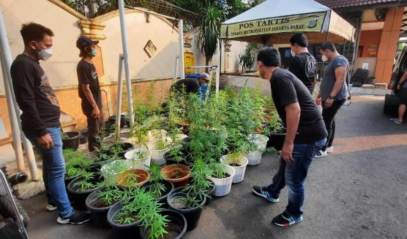 Pohon ganja. Seorang warga Kapuk, Cengkareng, Jakarta Barat, menanam puluhan pohon ganja di atap rumahnya.