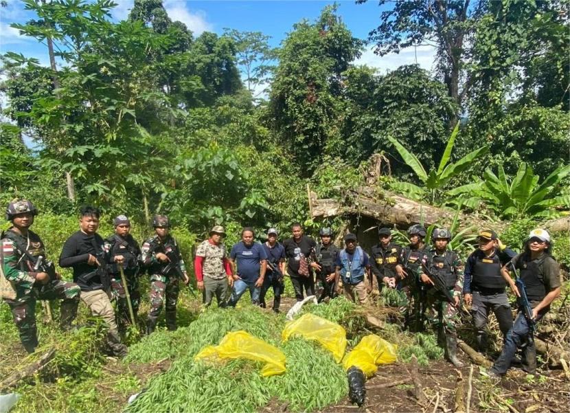 Aparat menemukan ladang ganda di kawasan hutan Distrik Waris, Kabupaten Keerom, Provinsi Papua.