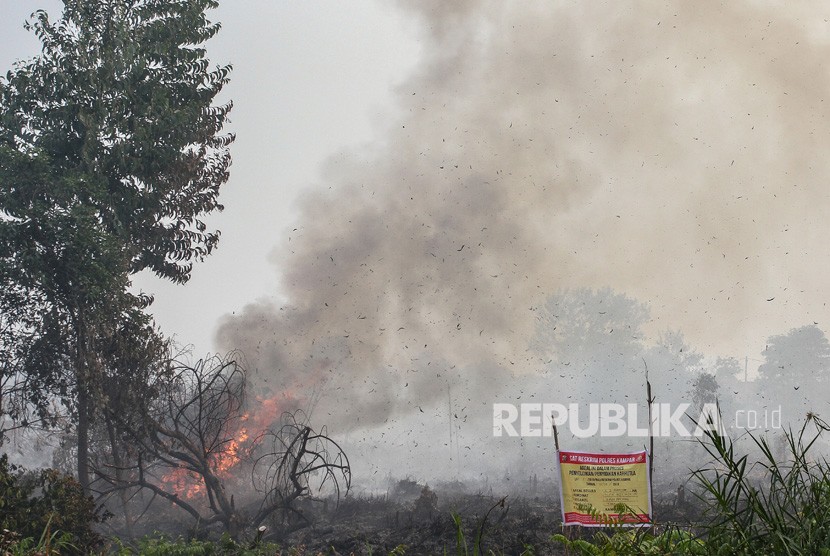 Api kembali menyala membakar ranting pohon (ilustrasi) 