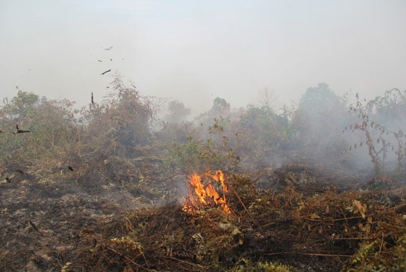 Api membakar semak belukar yang kering di lahan gambut dekat permukiman warga di Kecamatan Dumai Timur, Kota Dumai, Riau, Kamis (7/3/2019). 