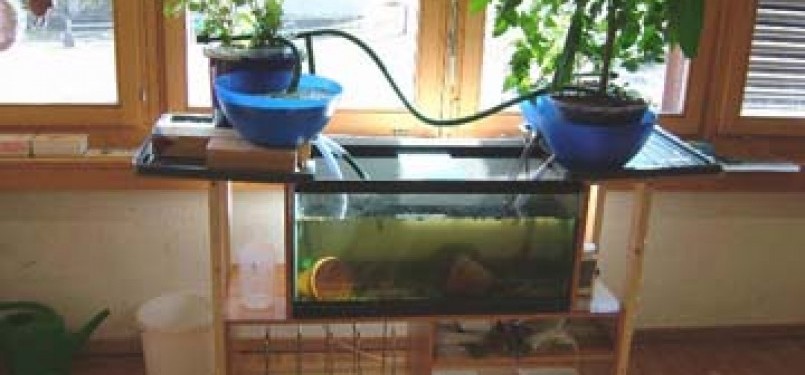 Aquaponic