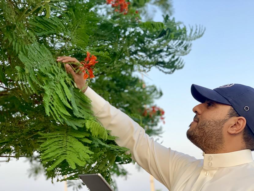 Arab Saudi menggalakkan program penanaman pohon untuk masa depan yang lebih hijau. Arab Saudi akan Menanam 600 Juta Pohon pada 2030
