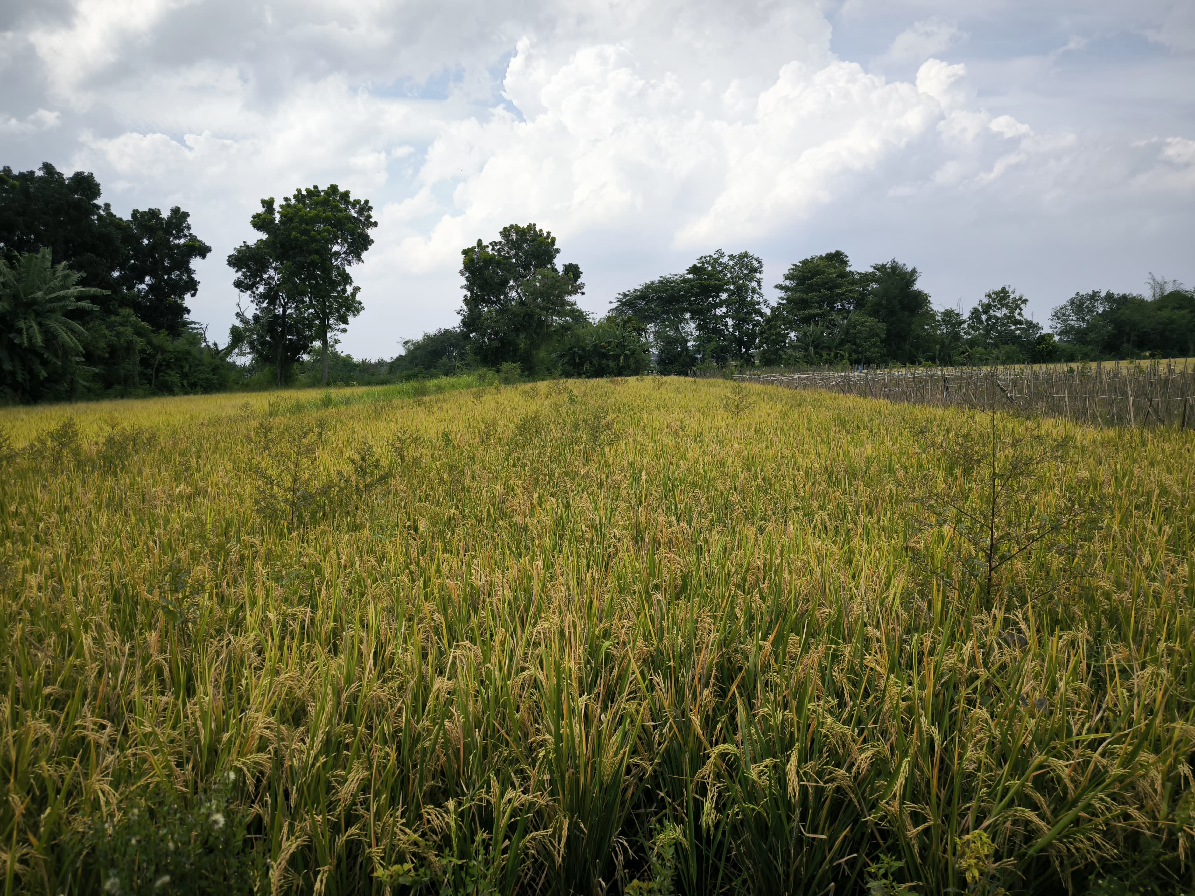 Area persawahan di Desa Sumber, Kecamatan Trucuk, Klaten, Jawa Tengah. Hasil panen padi, di lahan ini, nantinya akan diserap oleh Perum Bulog.  