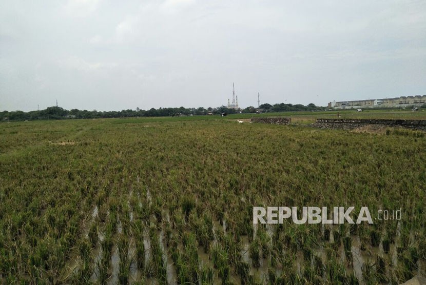 Area pertanian Banjir Kanal Timur, Cakung Timur, Jakarta Timur. Rabu (24/1).