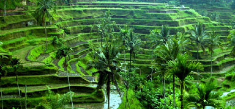 Area pertanian di Bali dengan sistem pengairan subak.  Ilustrasi