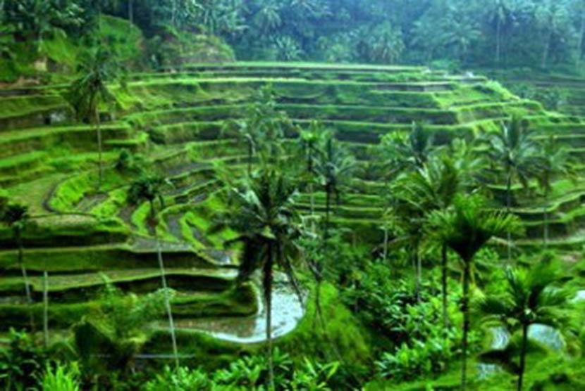 Area pertanian di Bali dengan sistem pengairan subak.  Ilustrasi